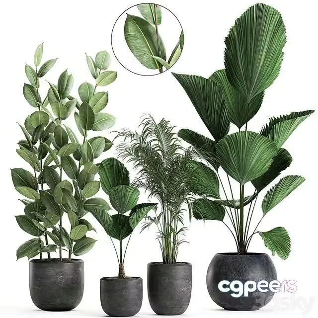 3ds Max Free – Collection of small beautiful plants in black pots with Licuala, palm, ficus. Set 664