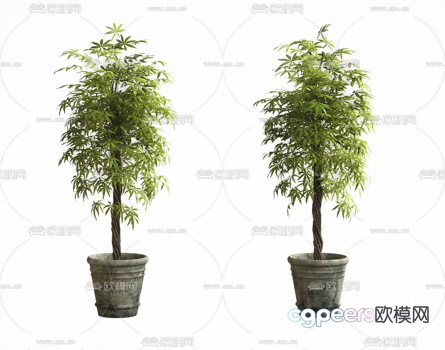 potted bonsai green plant 3d model