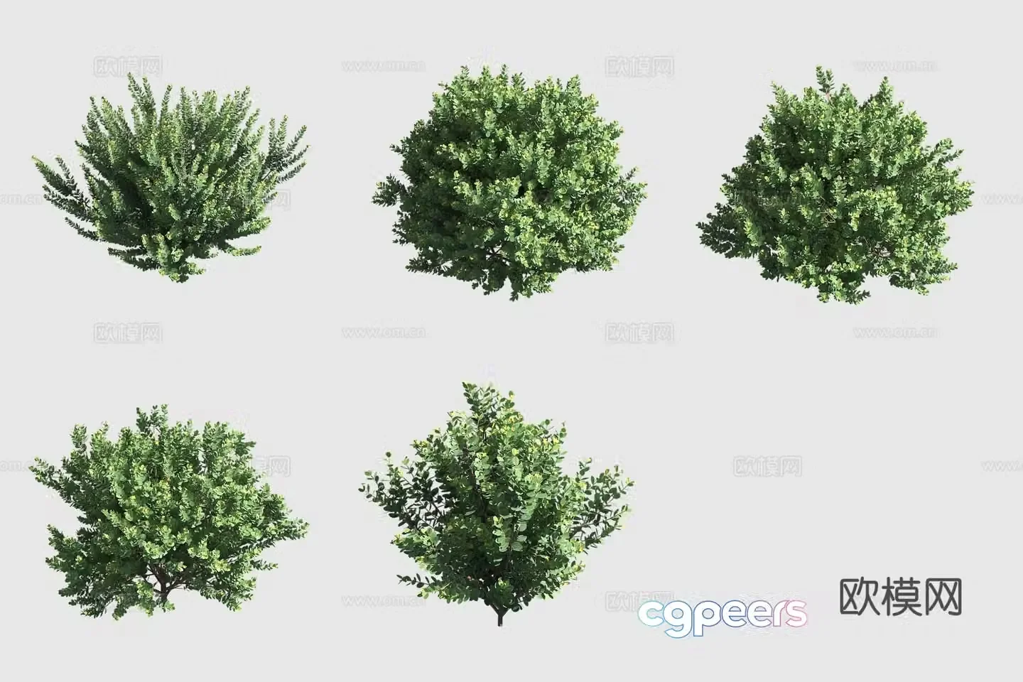 Bear fruit flower Hawaiian plant 3D model