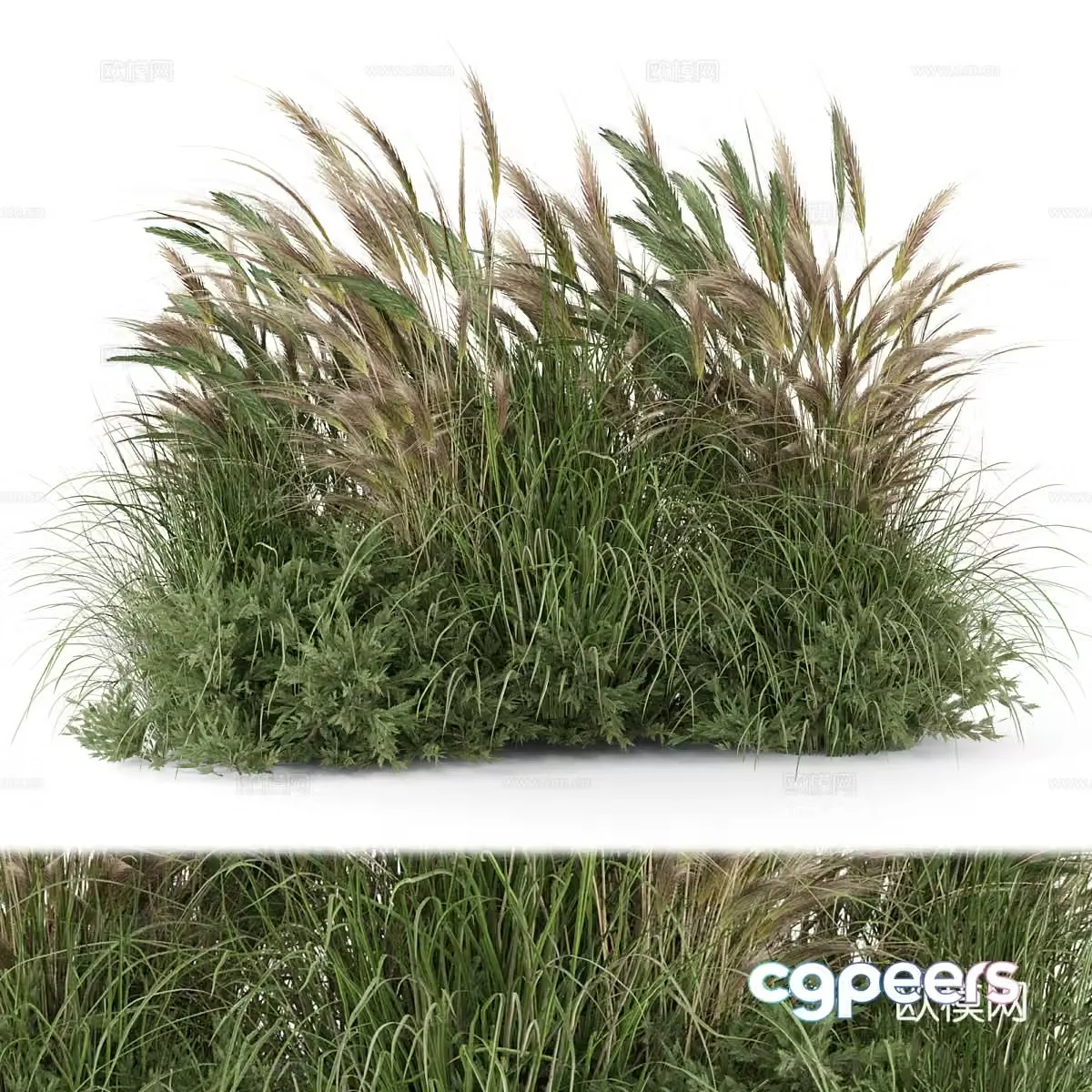 Dog Tail Grass 3D Model