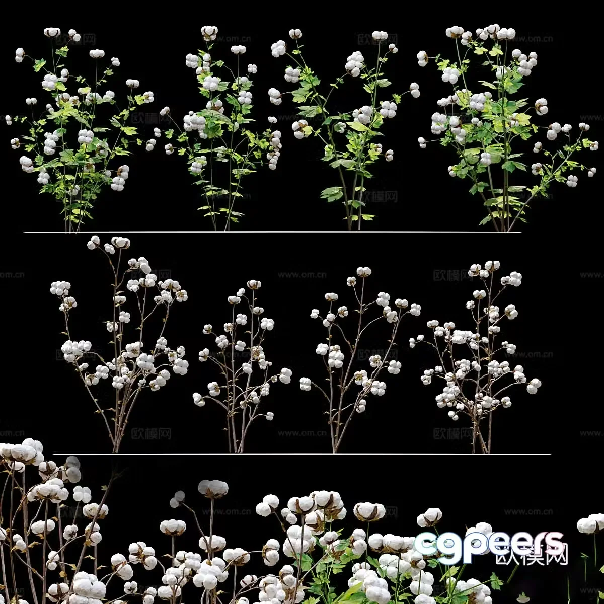 Cotton 3d model