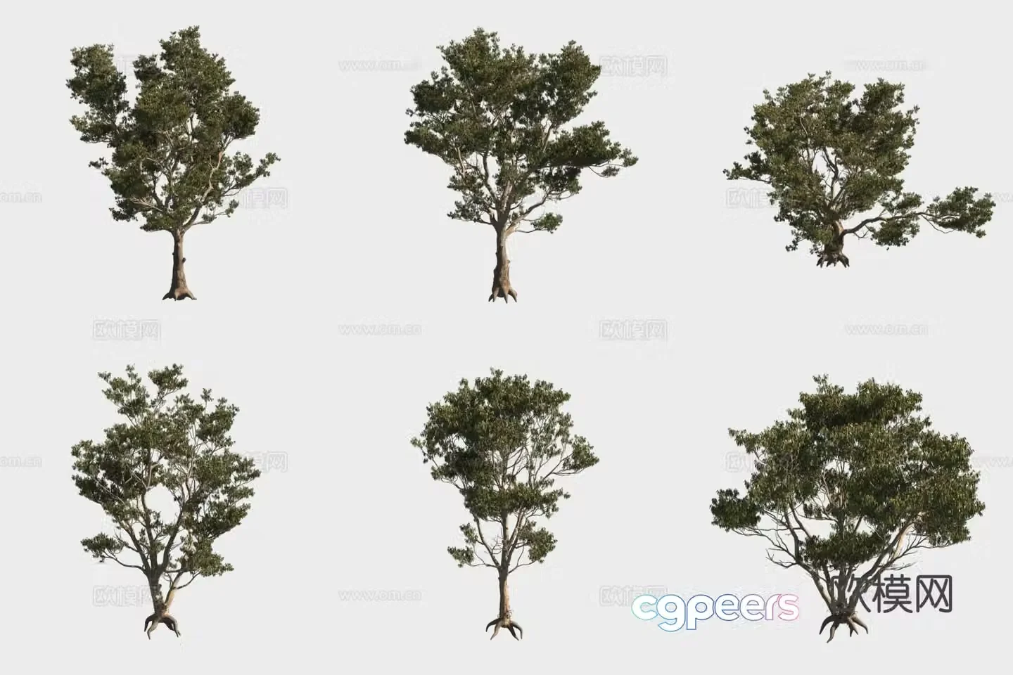 Snow Gum Tree Small Tree Woods 3D Model