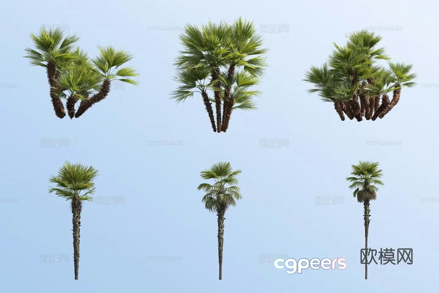 Silver leaf European palm palm tropical plant 3d model