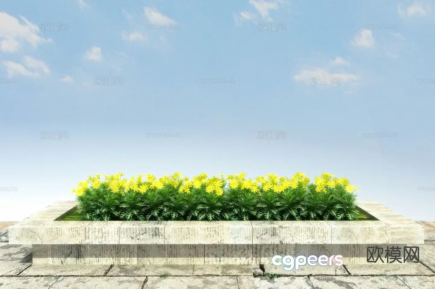 Flowers and plants Yunnan Yarrow 3D model