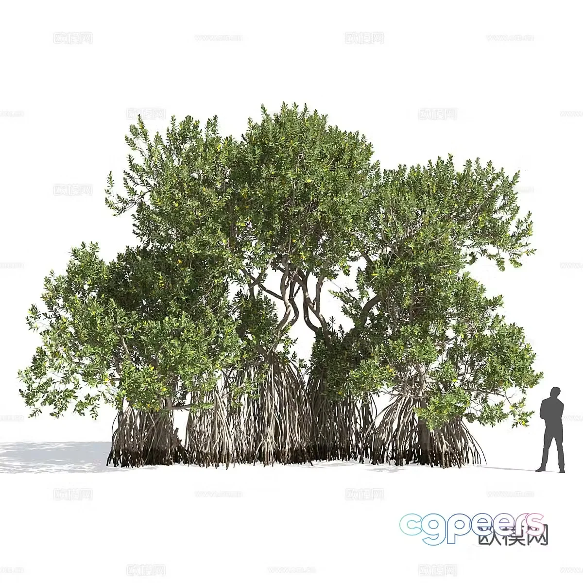 South African Trees 3D Model