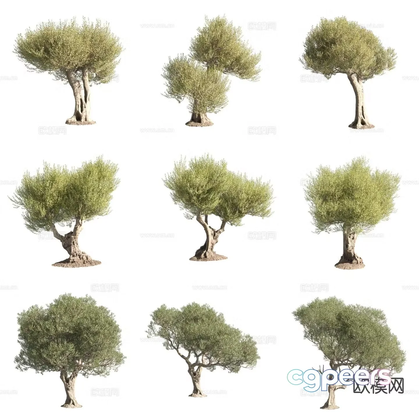 Olive Olive Landscape Tree 3D Model