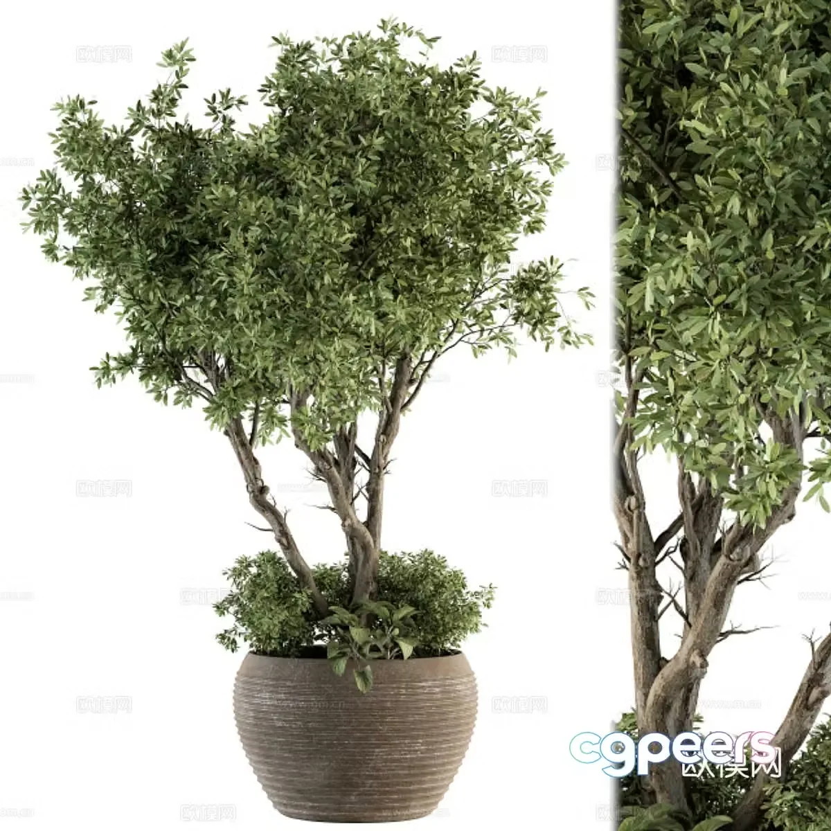 potted plant 3d model