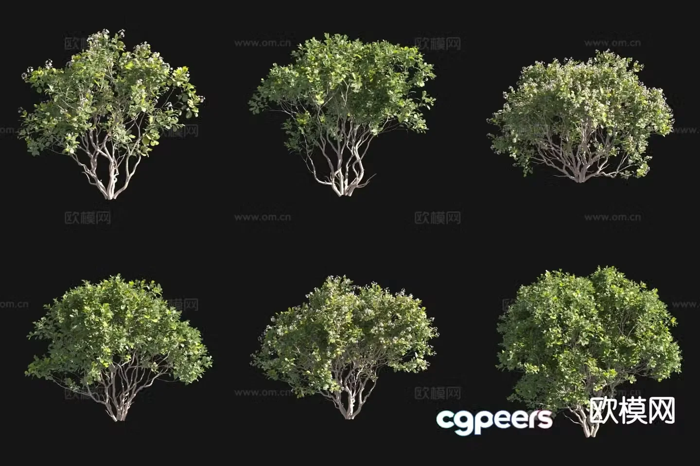 Thick-leaf grouper landscape tree shrub 3d model