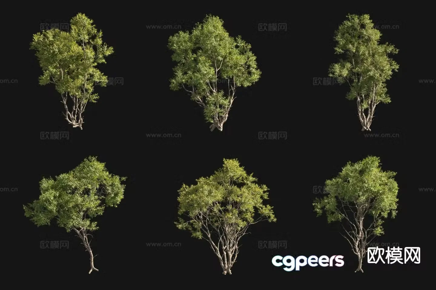 Acacia Taiwanese willow landscape tree shrub 3d model