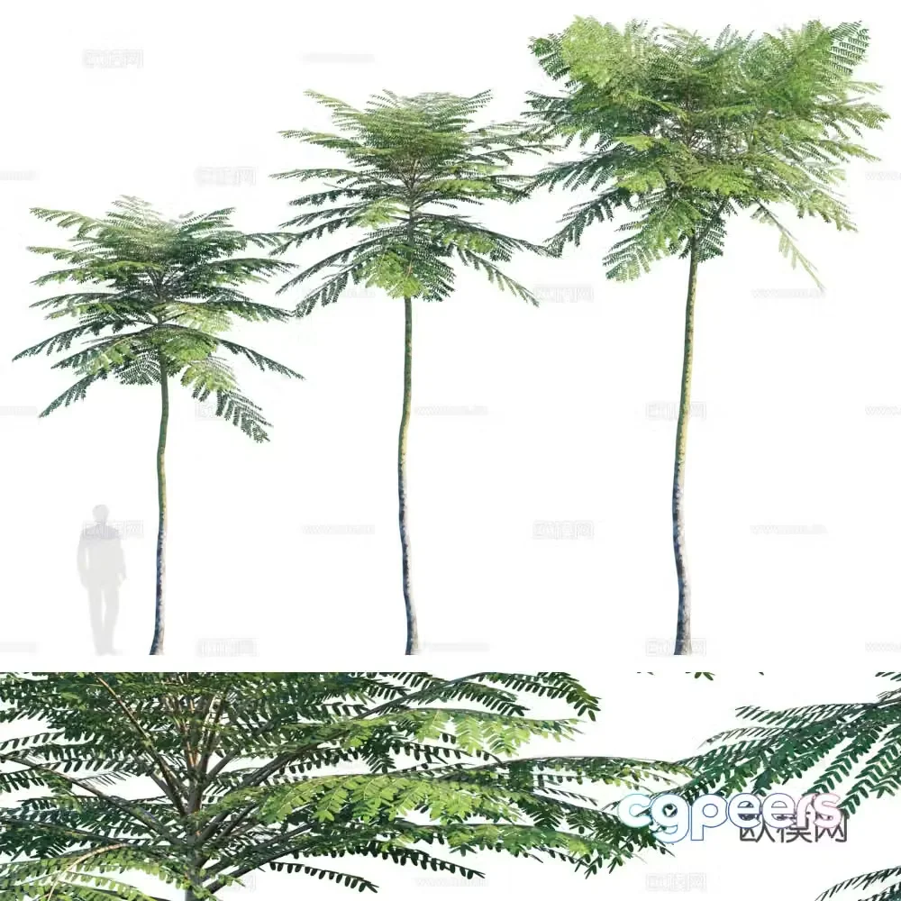 Brazilian Fire Tree 3D Model