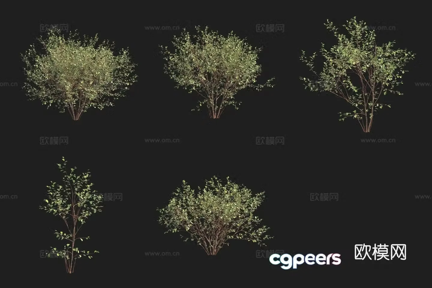 European Alder Buckthorn Swedish Plant 3D Model