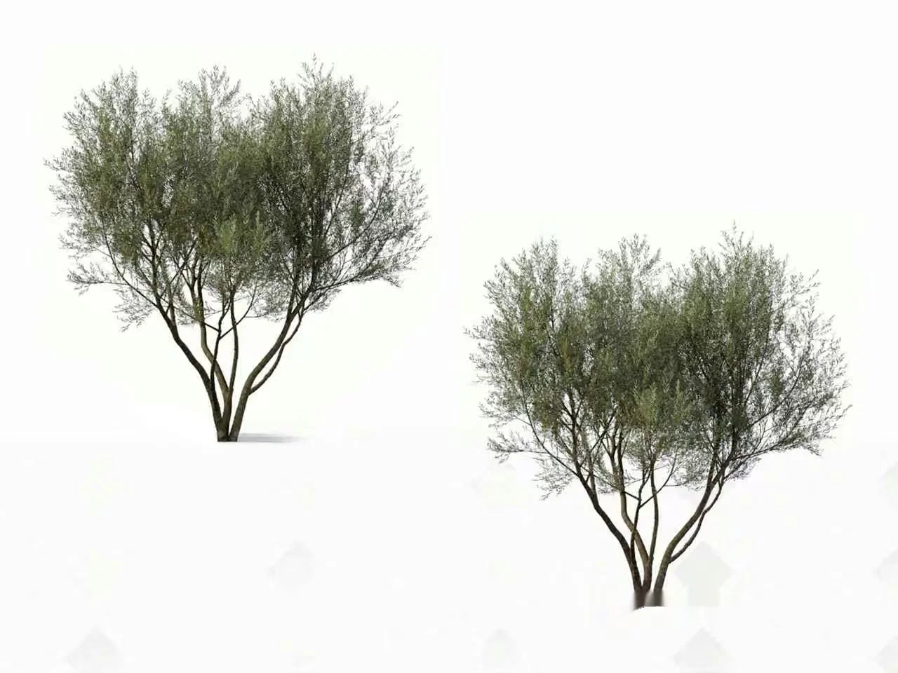 A Small Tree 3D Model – 14901 – VRAY Render