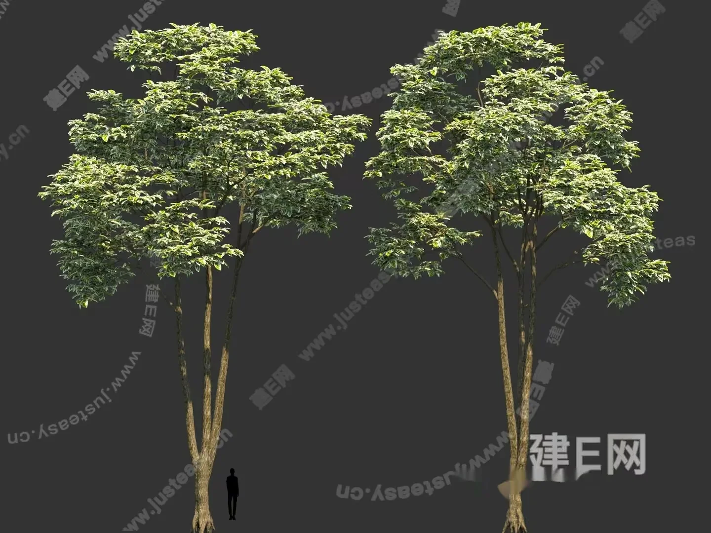 A Tree With A Person Standing Next To It 3D Model – 5144 – VRAY Render