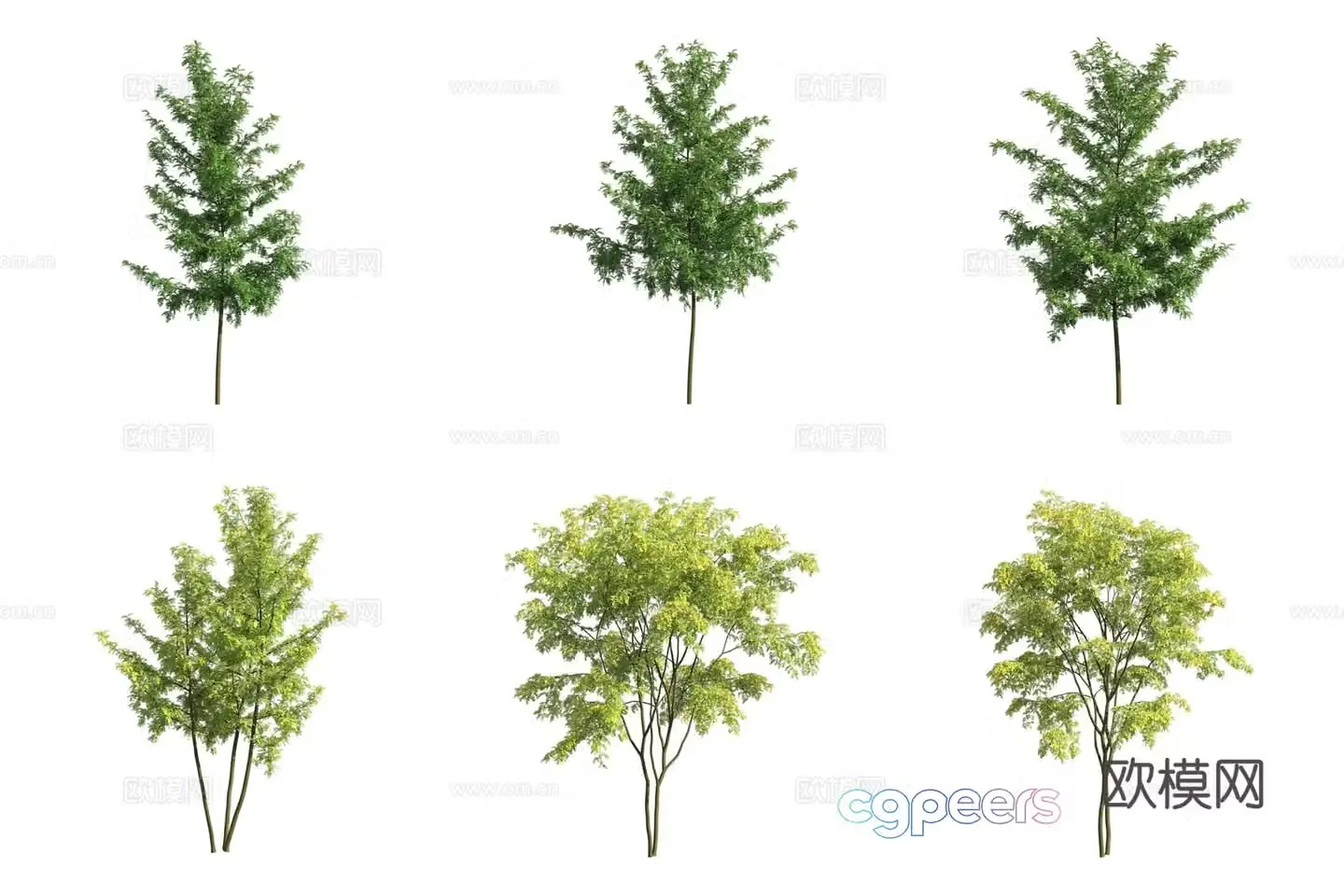 American honey locust landscape tree 3d model