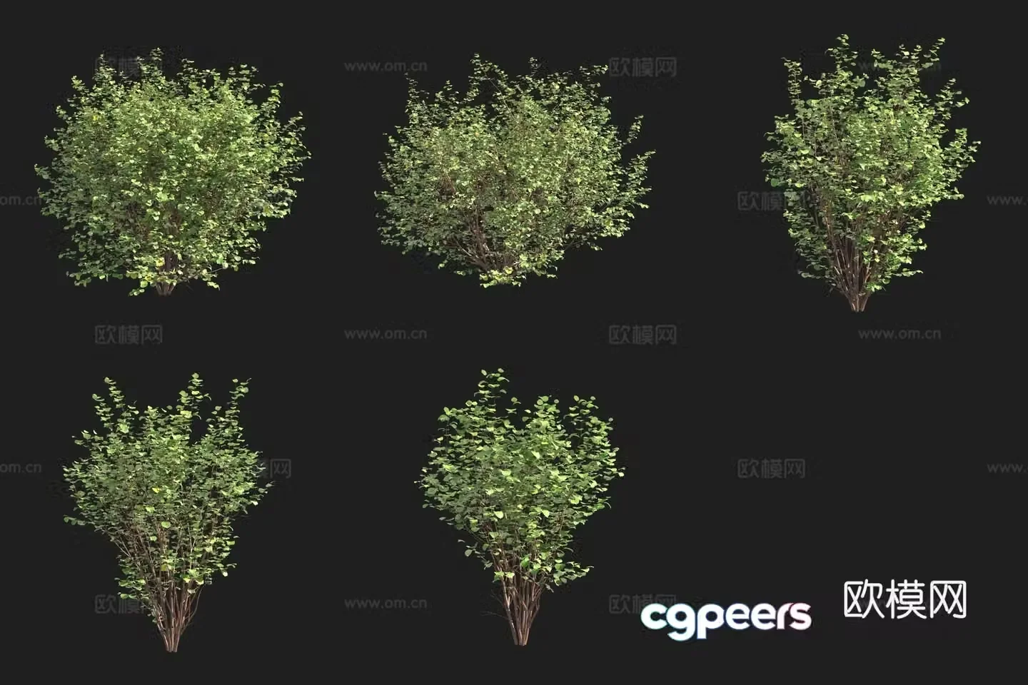 filbert shrub Swedish plant 3d model