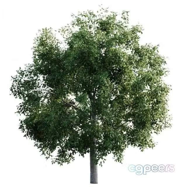 3ds Max Free – Elm tree 14m