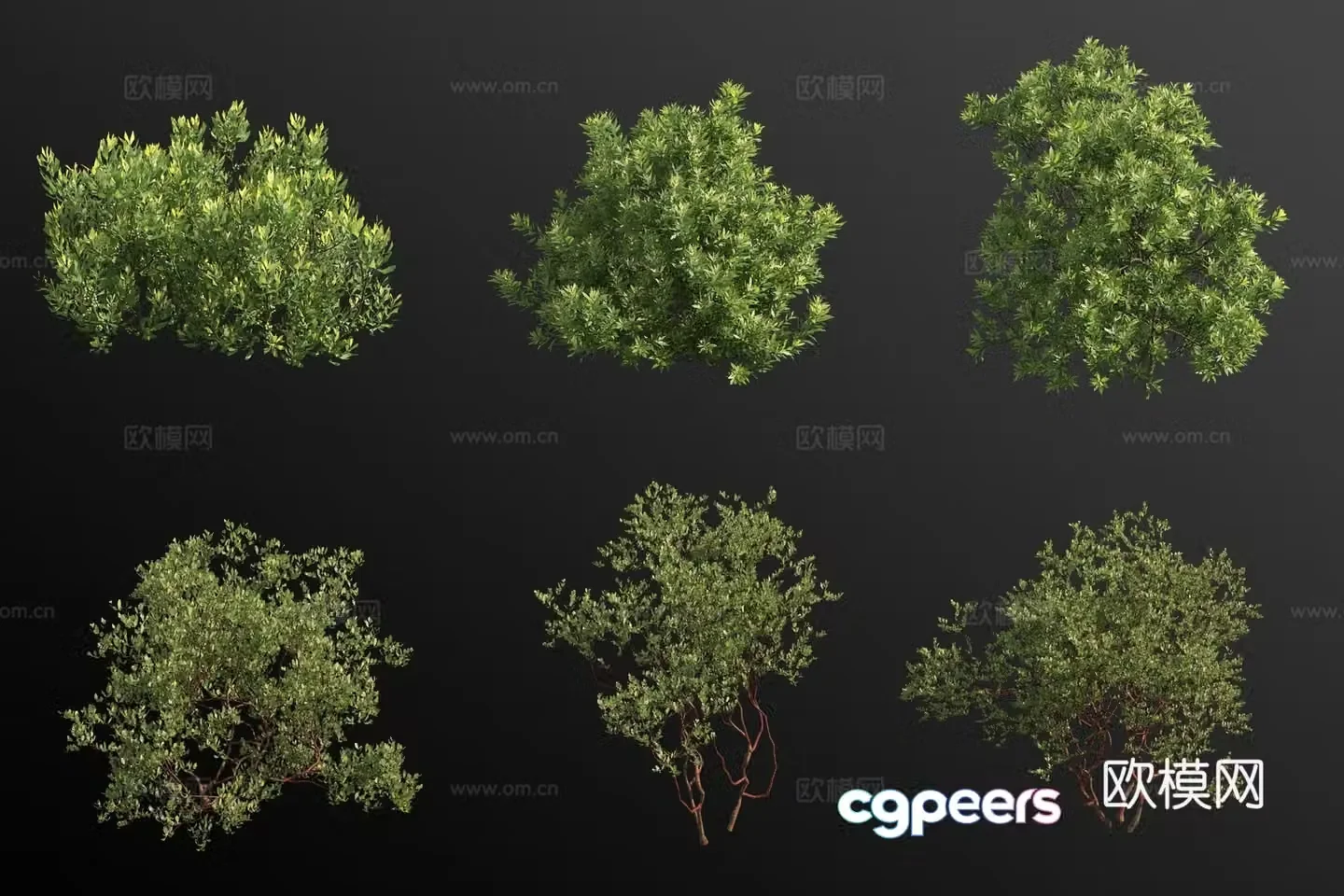 Wax bayberry dense flower bear fruit tree shrub 3d model