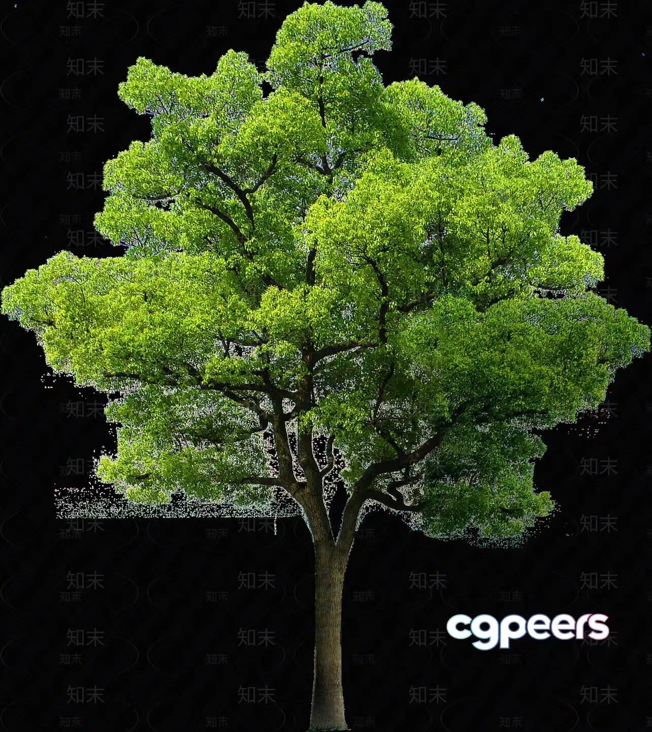 A Tree With Green Leaves 3D Model – 6353 – VRAY Render
