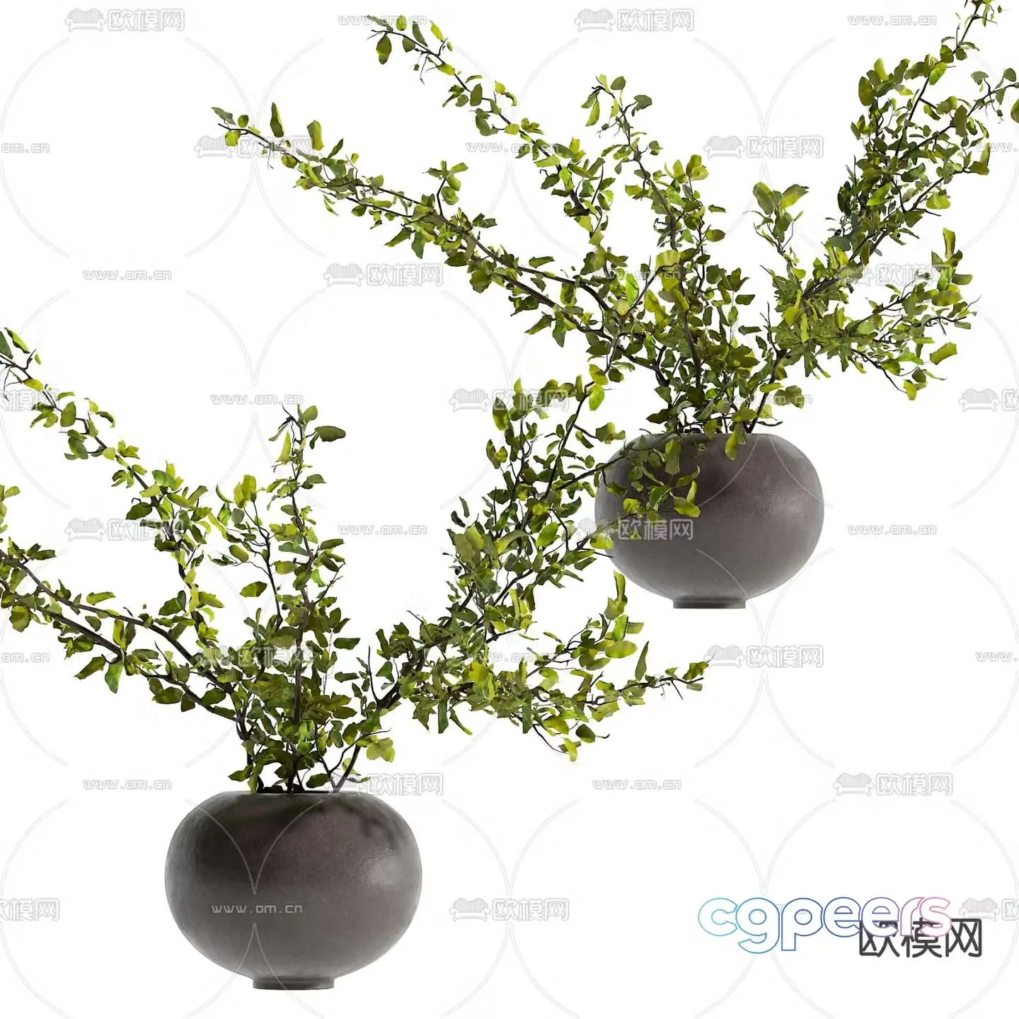 Green plant potted bonsai 3d model