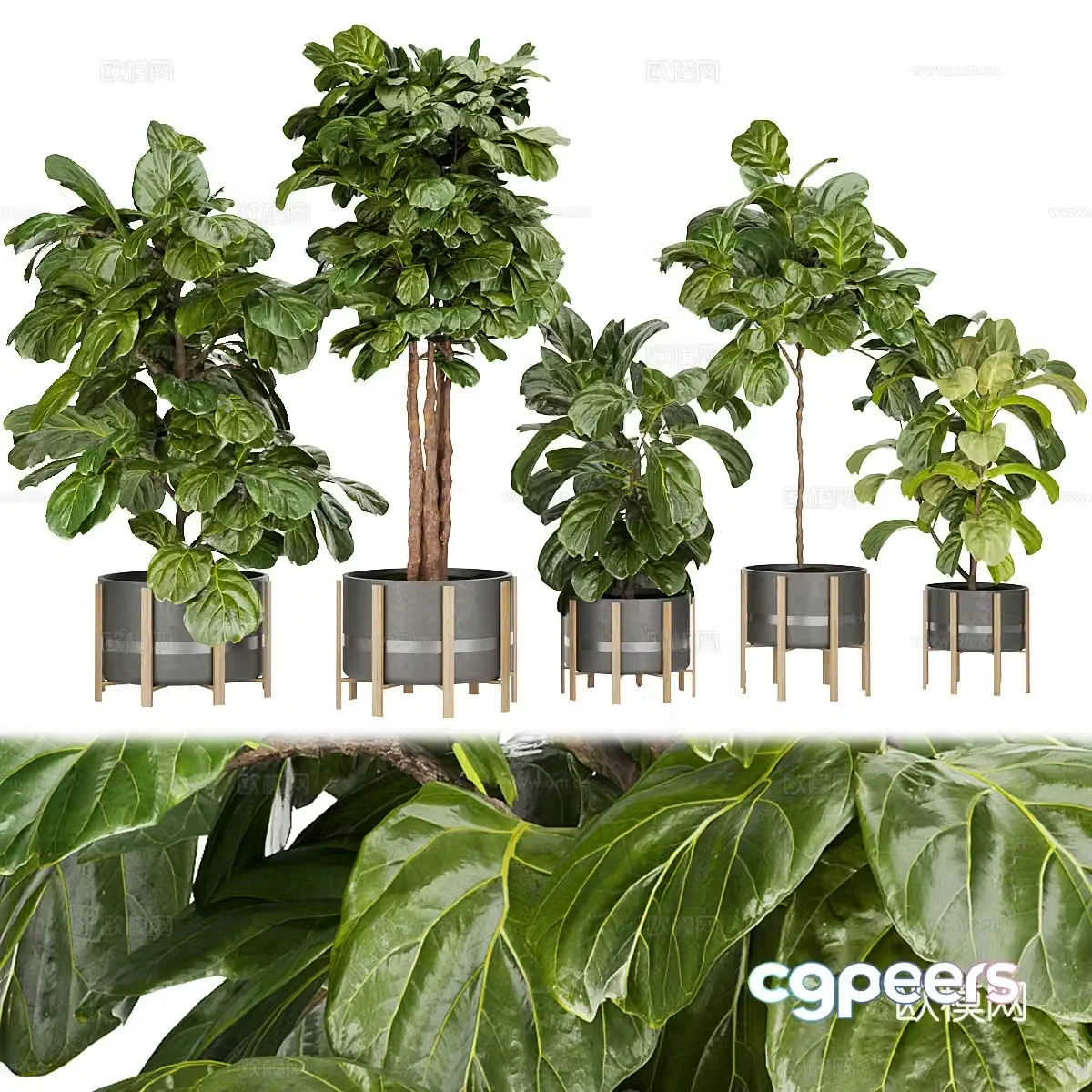 Green plant potted 3D model