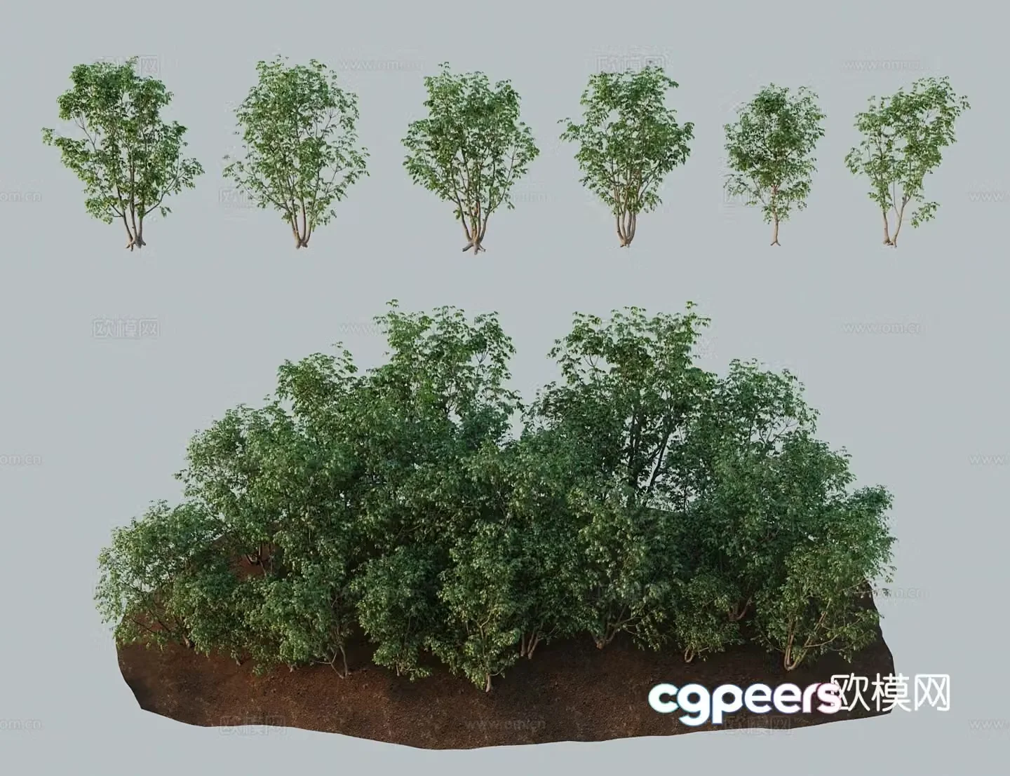 Modern landscape tree American ash tree ash 3d model