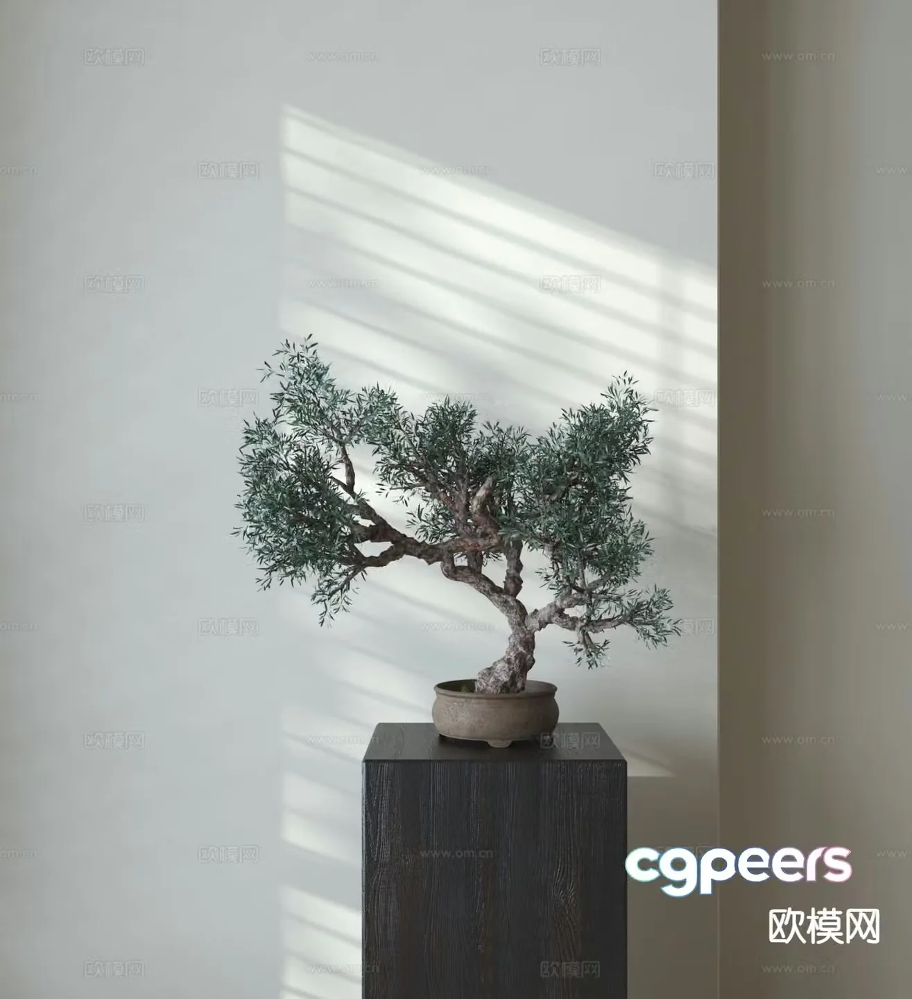 Middle-aged bonsai green plants 3D model