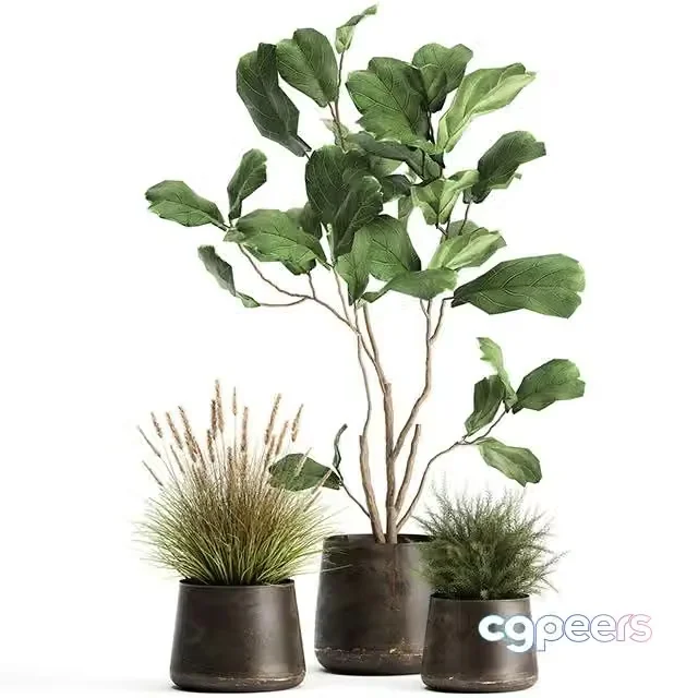 3ds Max Free – A collection of potted plants with a small Ficus lyrata tree with large leaves. Set 971