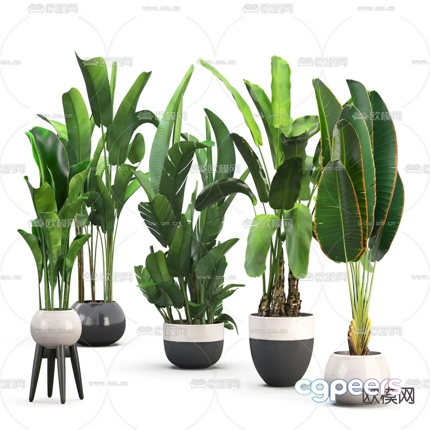 potted plant bonsai banana canna 3d model