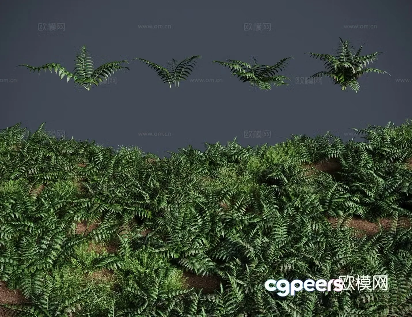 grass lawn golden dog hair fern meadow shrub 3d model