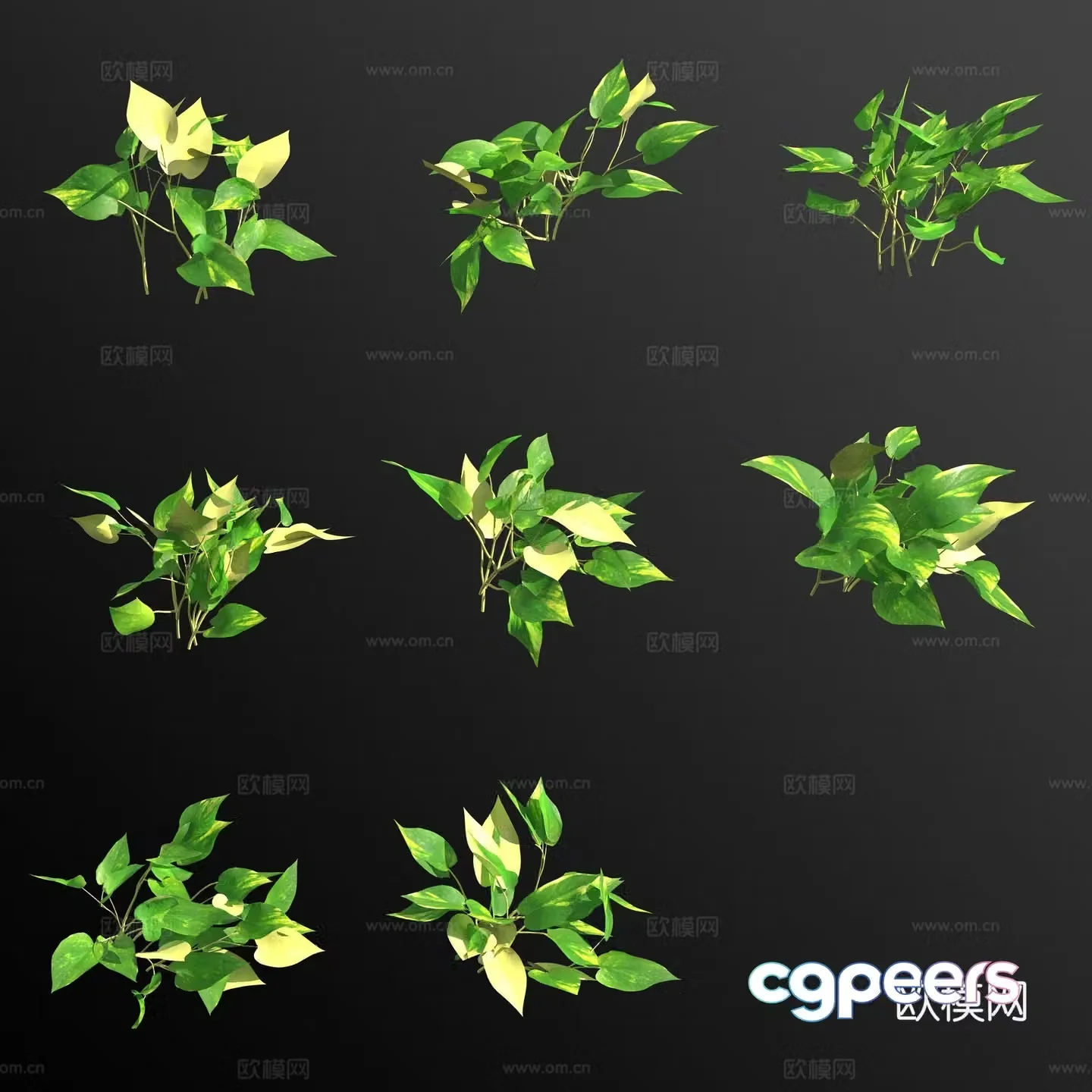 Phnom Penh Pothos Green Plant Flowers 3D Model