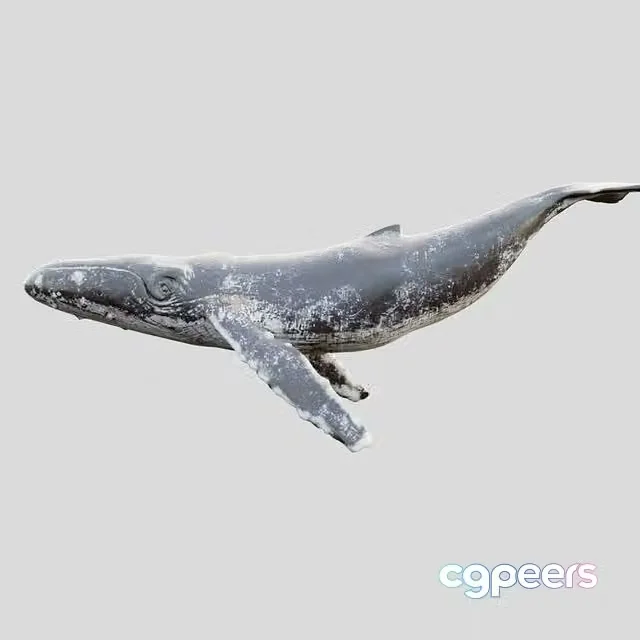 3ds Max Free – Gray whale