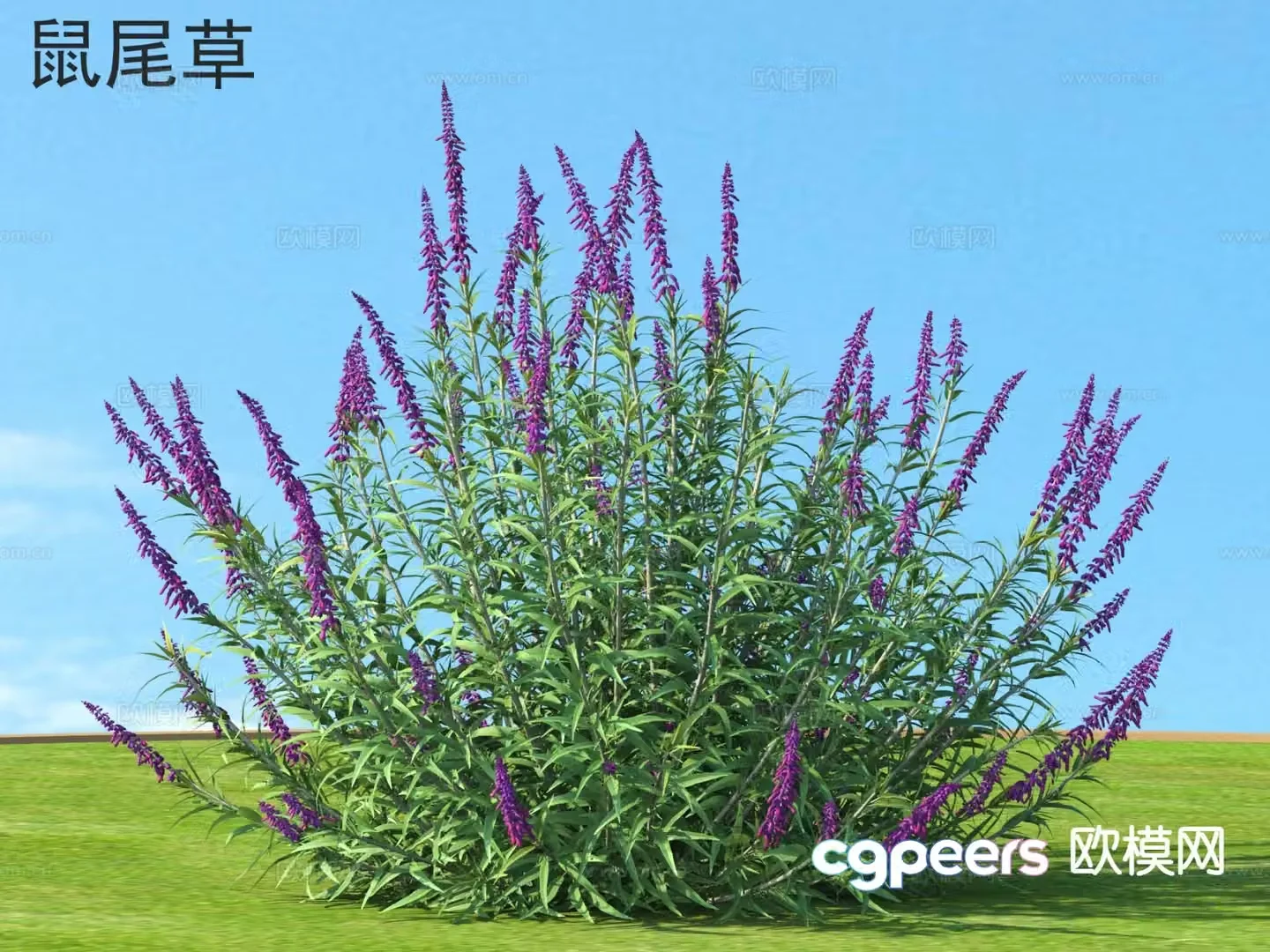 Sage Flowers plants shrubs 3d model