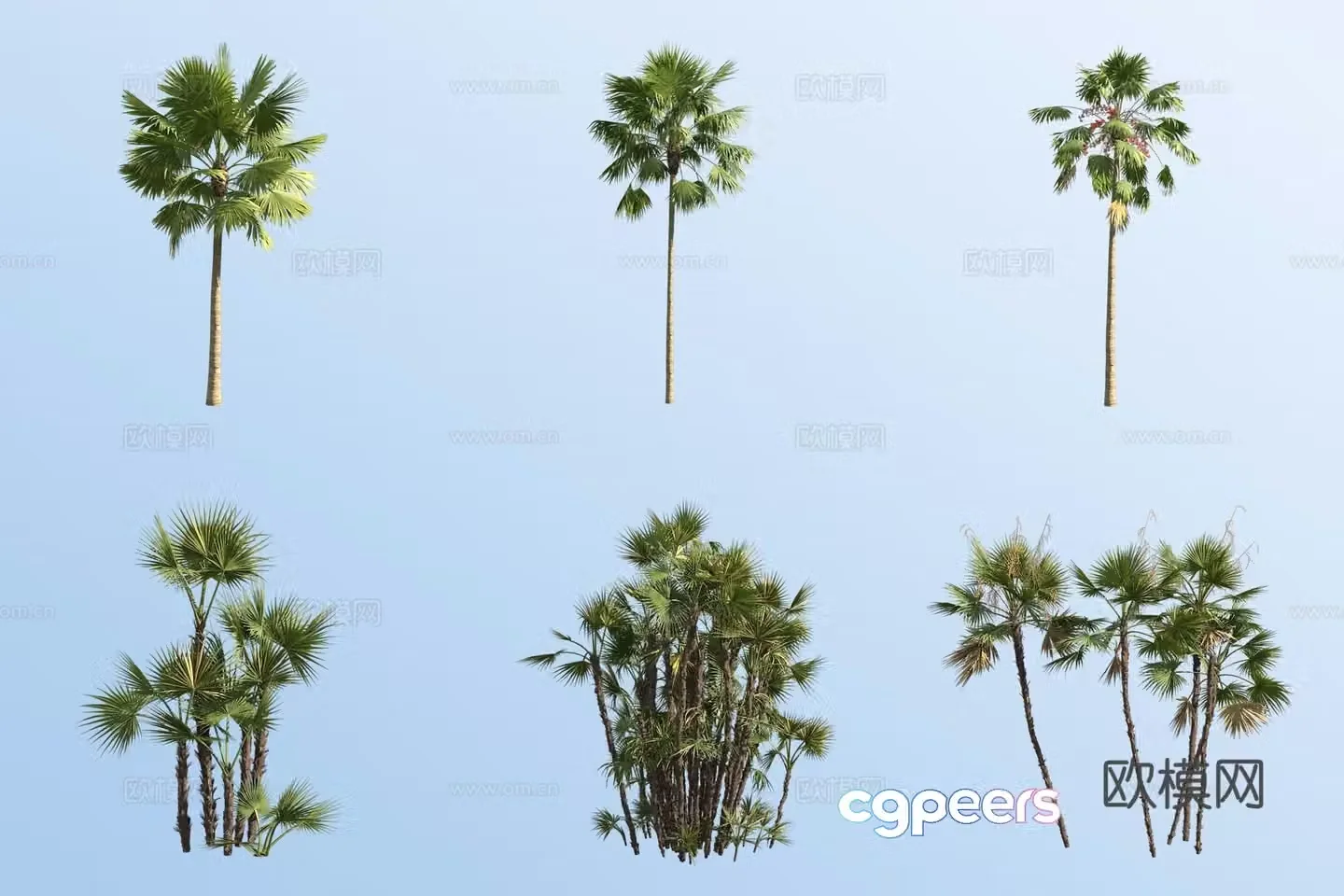 Round leaf palmetto tropical tree landscape tree 3d model
