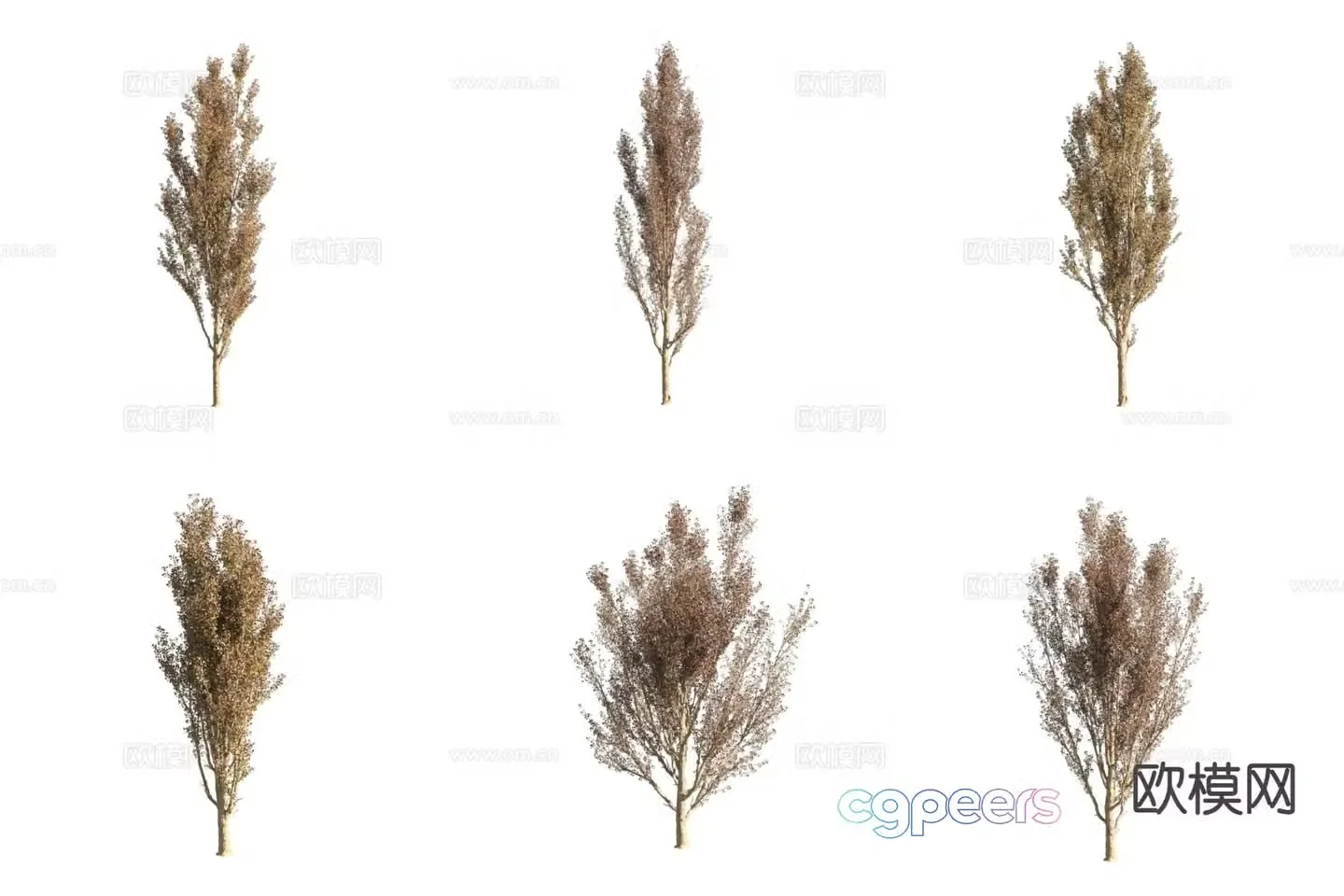 Poplar Landscape Tree Street Street Tree 3D Model