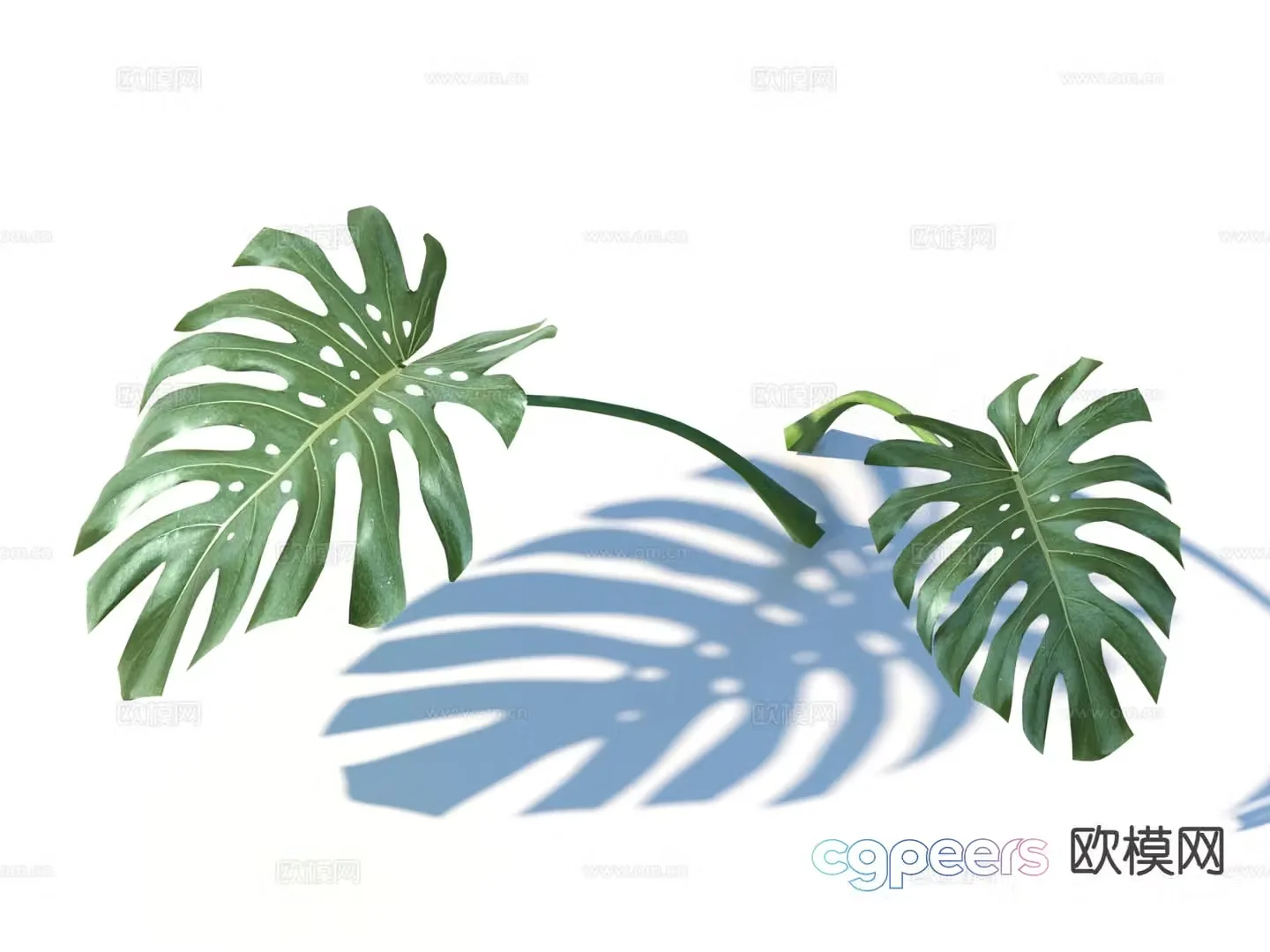 Leaves Monstera Green Plant 3D Model