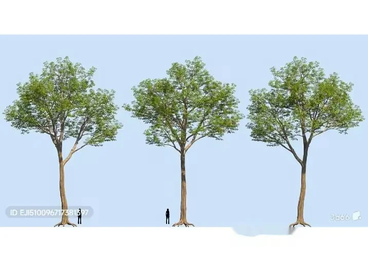 Three Trees 3D Model – 5041 – VRAY Render