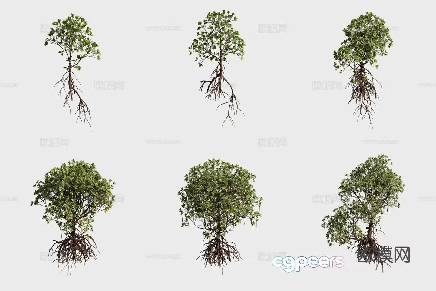 3D model of fine stamen mangrove plants