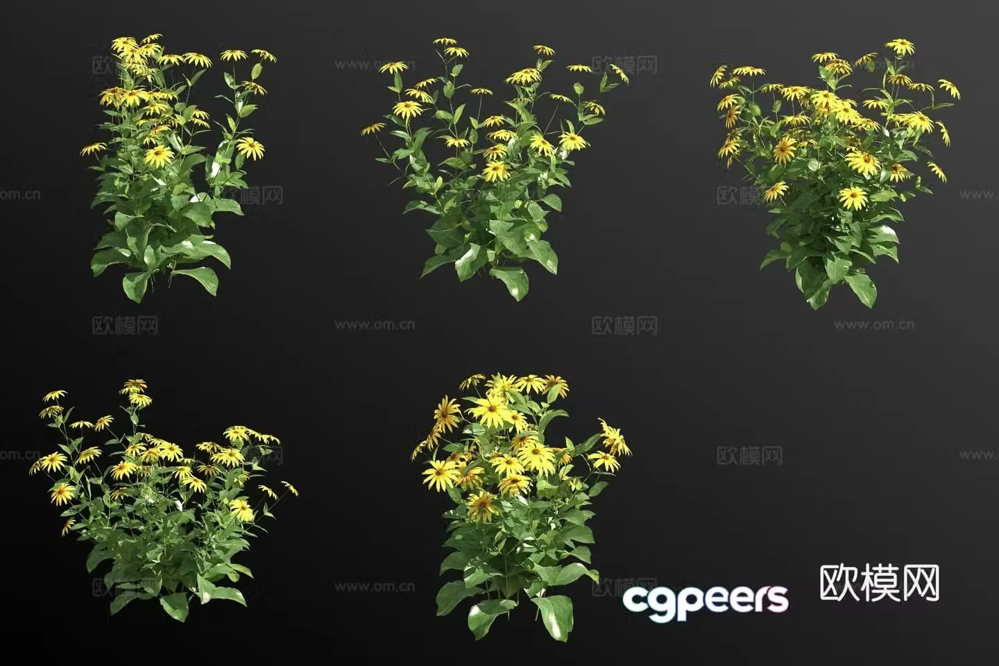Rudbeckia flower grass 3d model