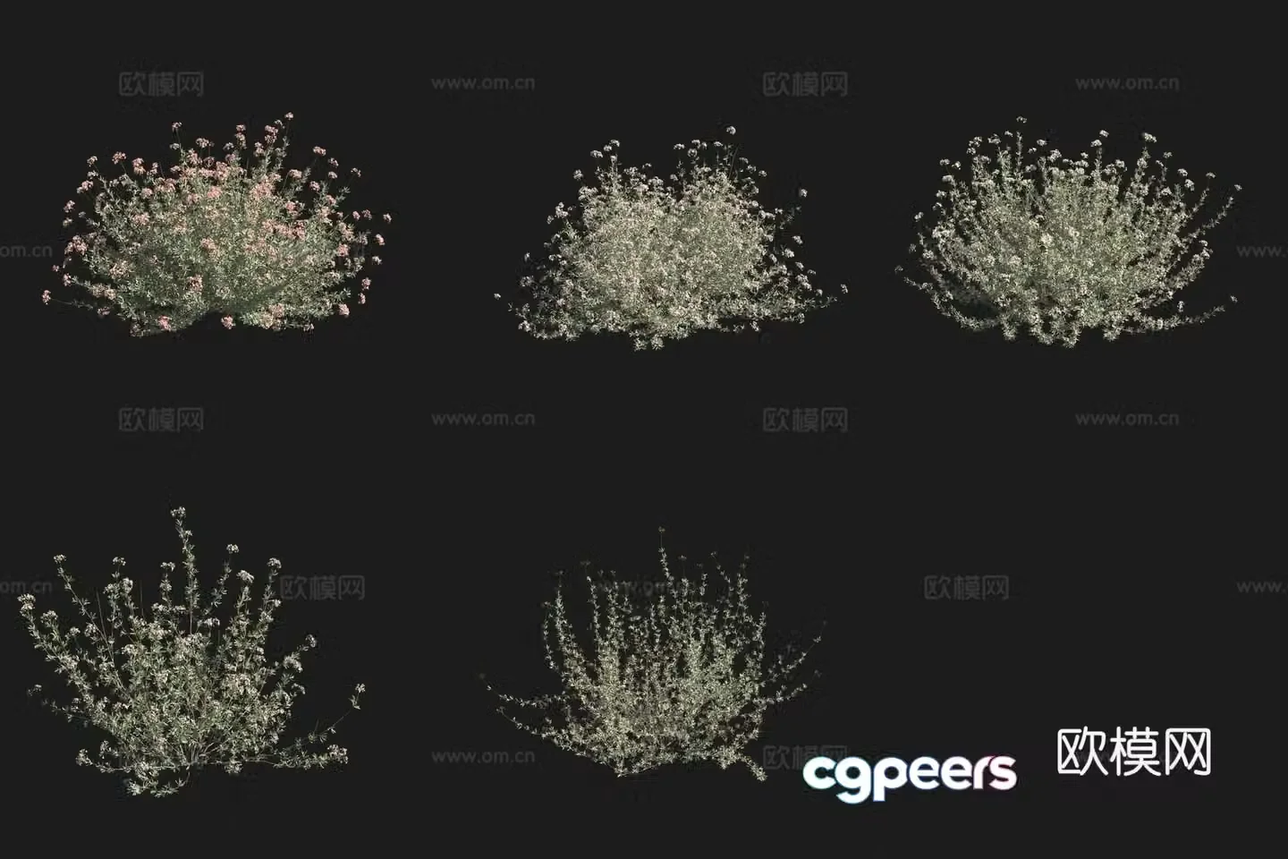 California wild buckwheat shrub flowers and plants grass plants 3D model