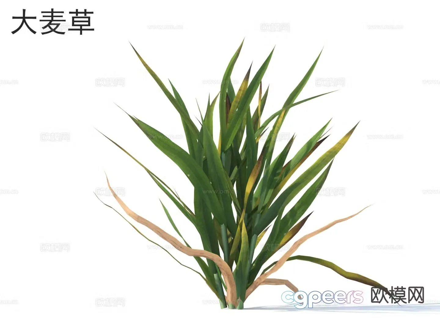 Barley grass flowers and bushes 3d model