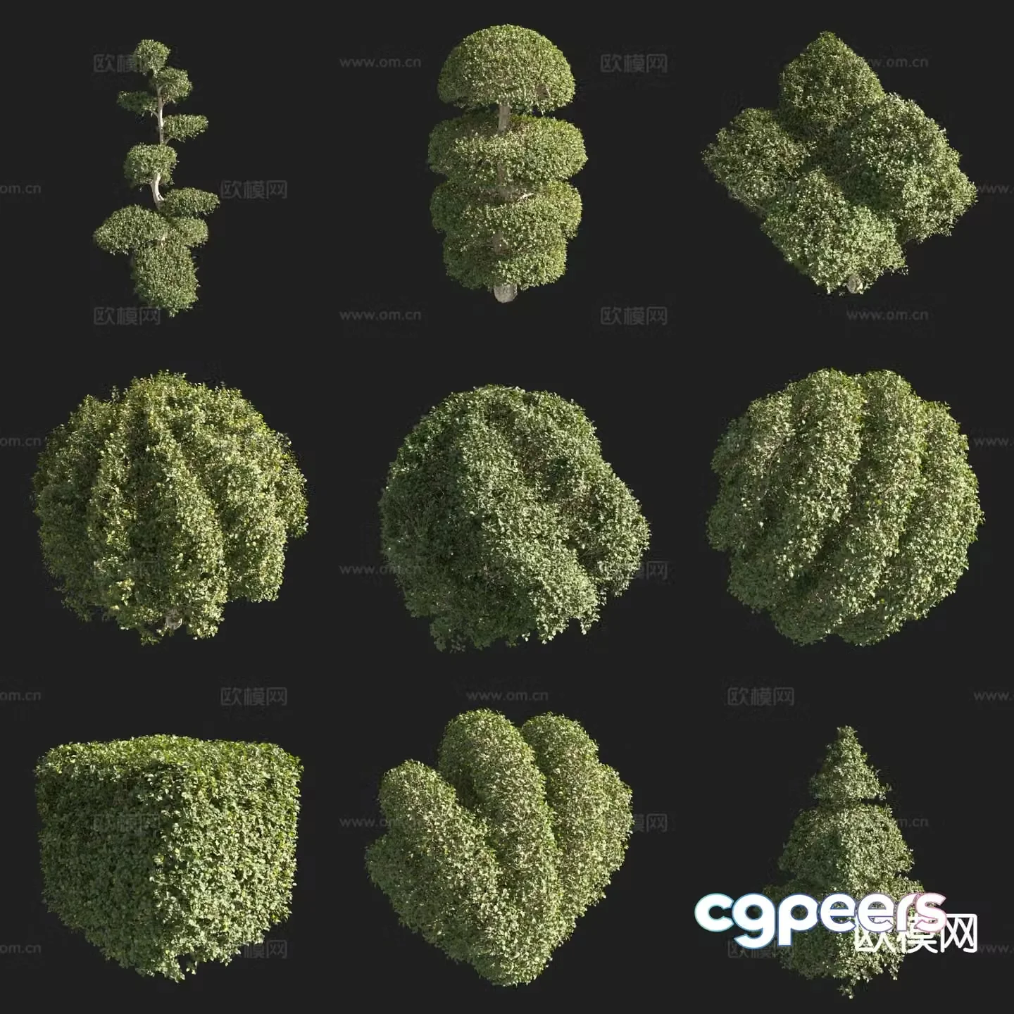 Little Leaflet Ligustrum Alien Shrub Modeling Shrub 3D Modeling