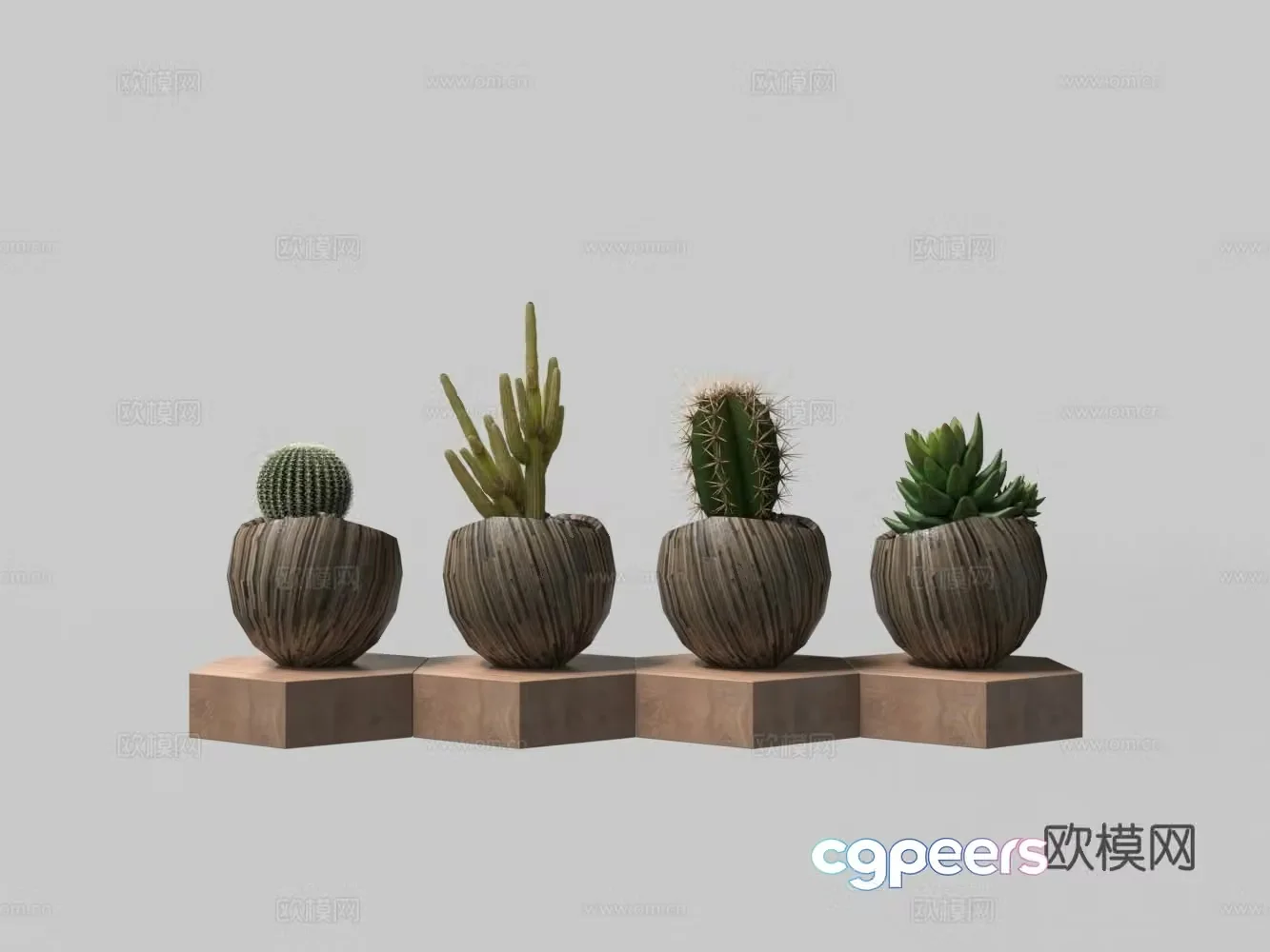 Succulent potted plant 3D model
