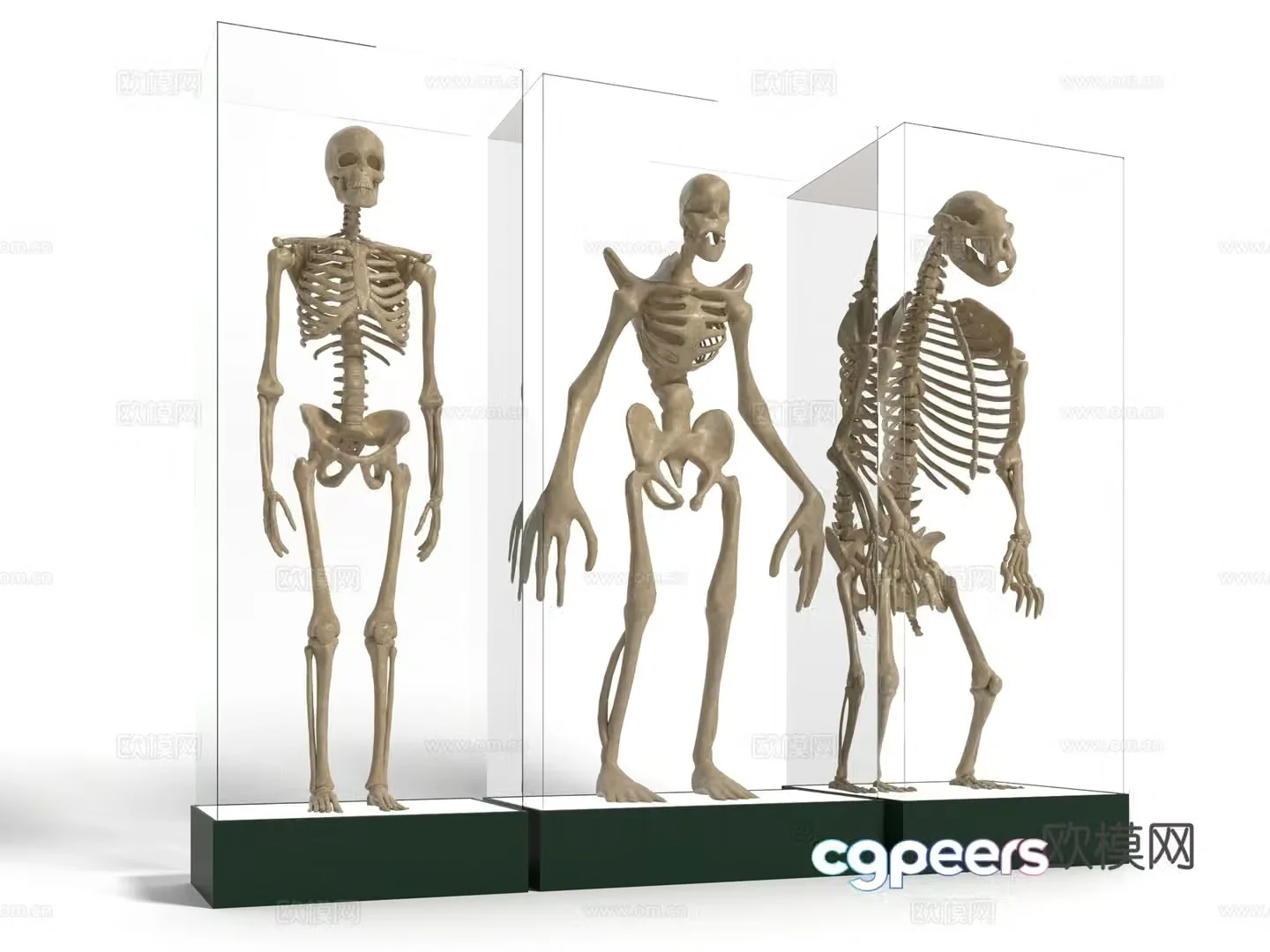 Modern ape skeleton sculpture 3d model