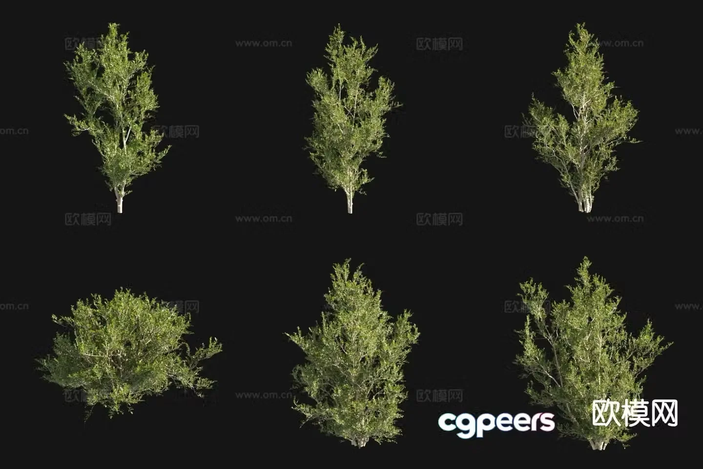 3D model of shore tree landscape tree