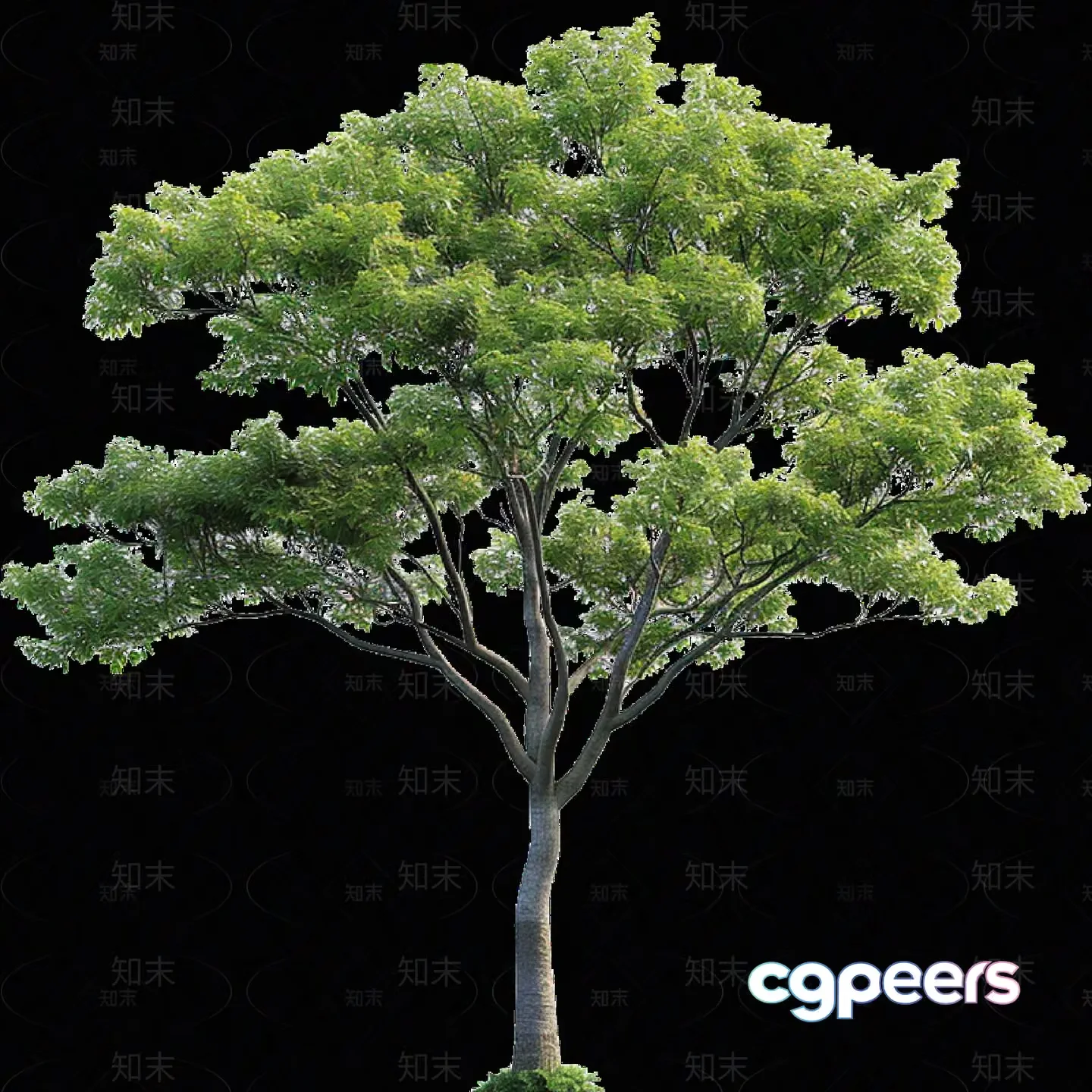A Tree With Green Leaves 3D Model – 6351 – VRAY Render
