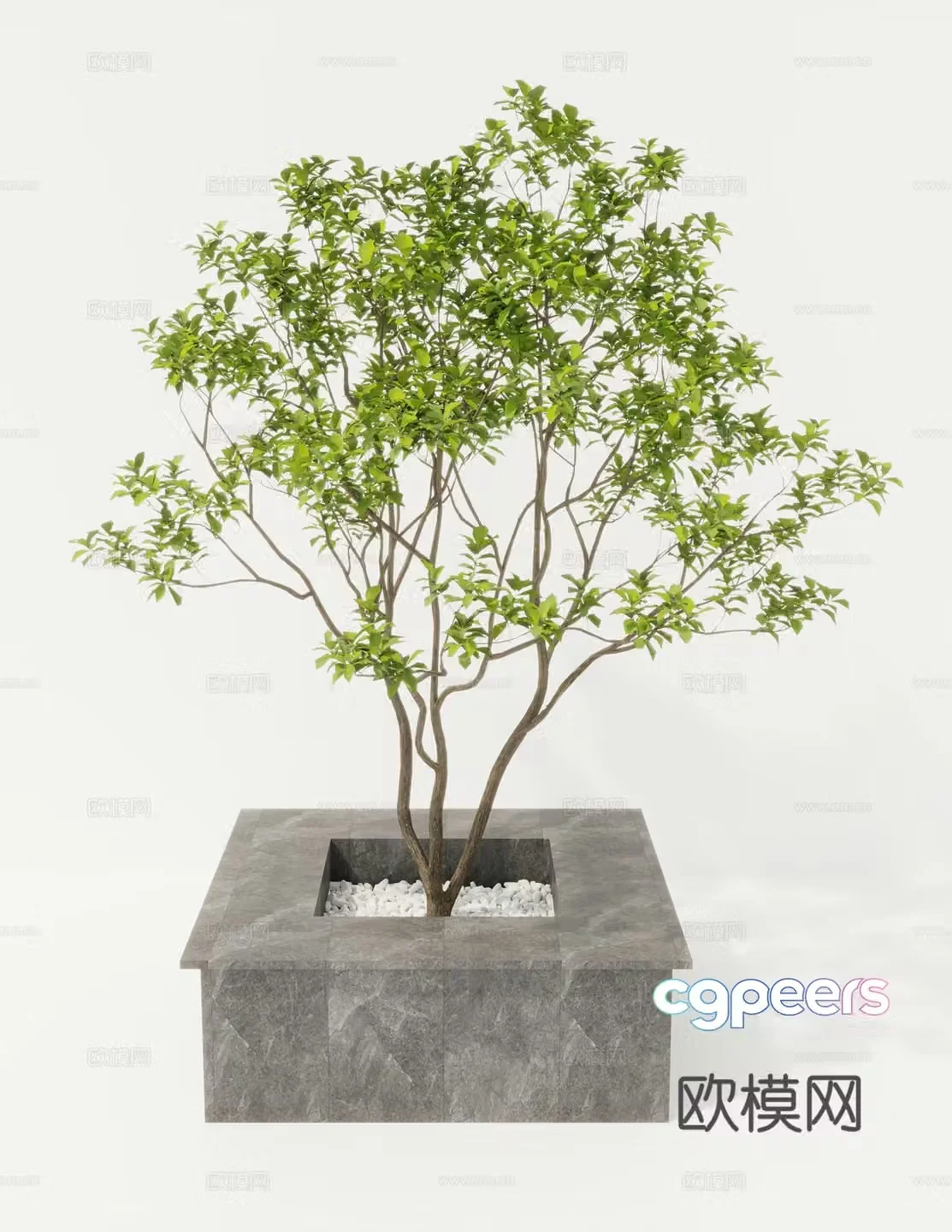 Tree Pool Trees 3d Model