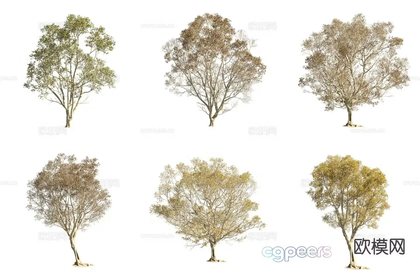 Beech tree light leaf geese landscape tree street tree 3d model