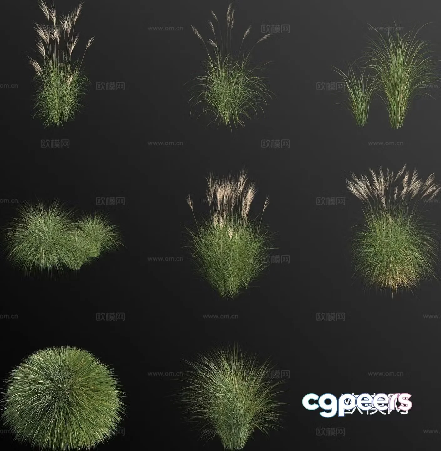 Miscanthus variegated Miscanthus weeds weeds flowers and grass 3D model