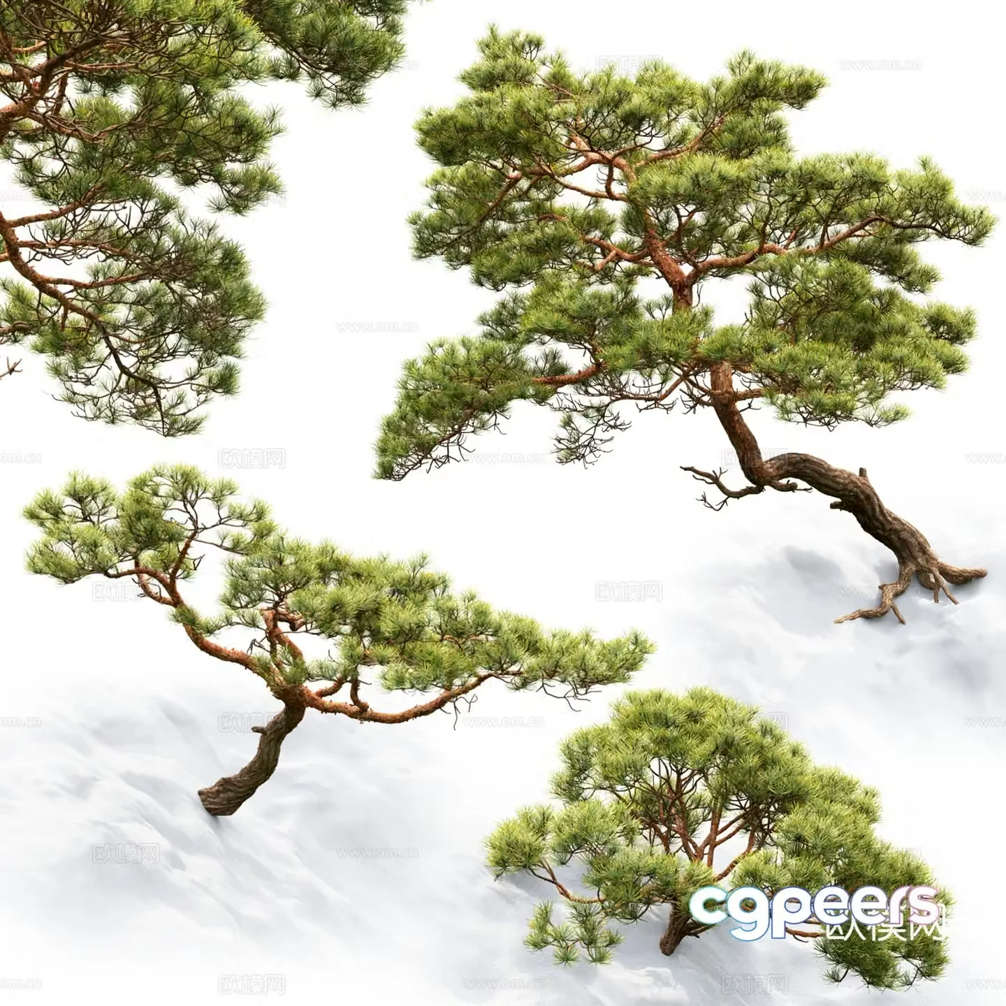 Pine tree 3d model