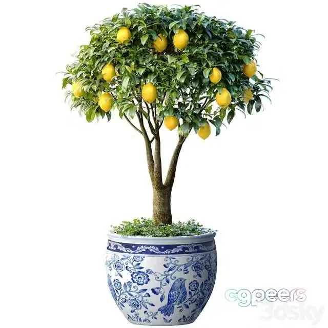 3ds Max Free – Lemon Tree in a potted flowerpot. Ornamental Citrus Indoor plant